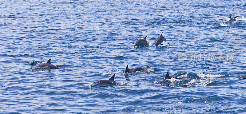 Long-beaked Common Dolphin (Delphinus capensis) group